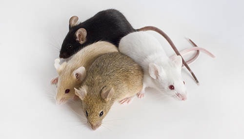 Tattoo-Mäuse deuten an, wie Tattoos bestehen können Immunzelle